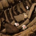 ФОТО и ВИДЕО: Неприметная парковка в центре Таллинна скрывала под собой сотни древних скелетов