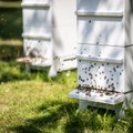 Mesilaste pidamisega kaasneb kohustus mesitarud registreerida, ka siis, kui neid on vaid üks