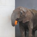 Порадуйте животных в Таллиннском зоопарке — отправьте бесплатно тыкву с помощью курьера