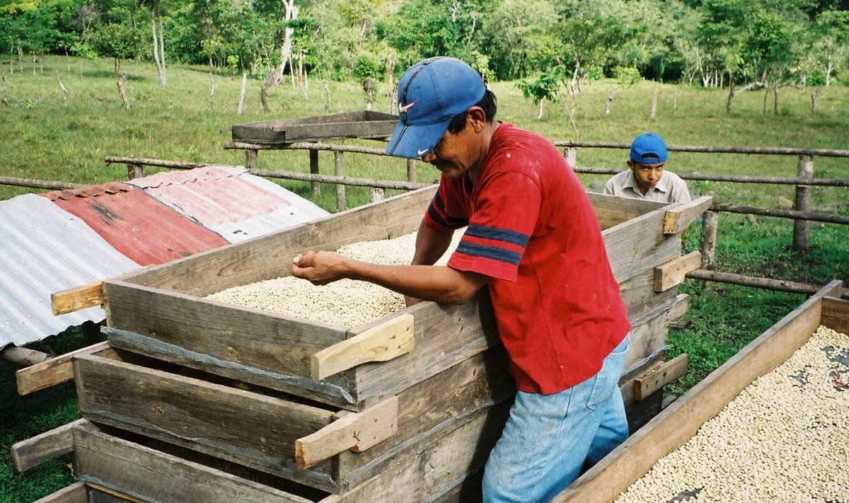 Õiglase kaubanduse kohviubade sorteerimine Nicaraguas