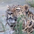 Palju õnne, Darla! Tallinna loomaaia leopardiemand tähistas väärikat juubelit
