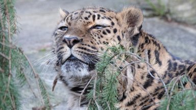 Palju õnne, Darla! Tallinna loomaaia leopardiemand tähistas väärikat juubelit