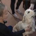 Koerapsühholoog järjestas 20 „arukamat“ koeratõugu