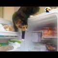 VIDEO | Vaata, kuidas salakaval kass külmkappi oma lemmikmaiust jahtima läheb!