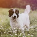 Eesti riigipiiri ületanud koera jälgi ei suudetud leida: Bim ootab Võru varjupaigas uut kodu
