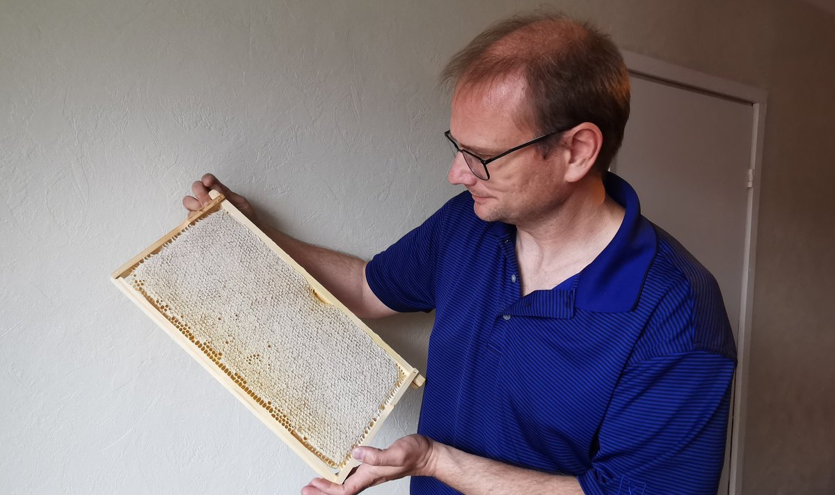 HAKKAS MESINIKUKS | TV3 reporter Sven Soiver võttis oma tallu mesilased.