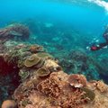 Las kliima soojeneb! Korallid võivad maailmamere taseme tõusu üle hoopis rõõmustada