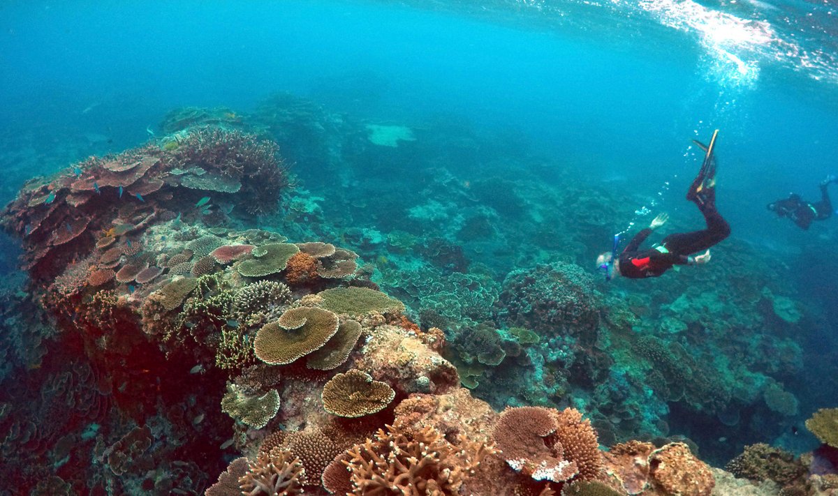 Korallrahu Austraalia vetes.