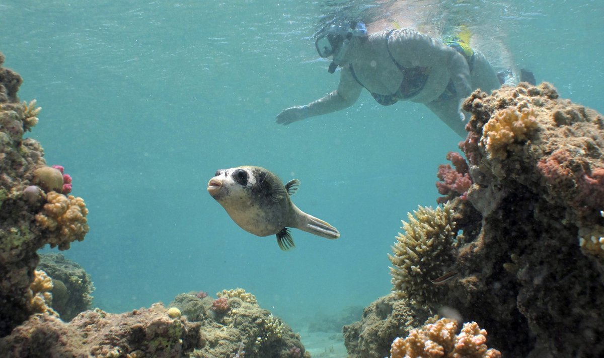 A tourist and masked puffer fish (Arothron diadematus) swim together at the Egyptian resort of Madinat Makadi near Hurgada