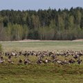 EJS pöördumine seoses algava linnujahiga: teeme kõik, et Eestimaal jätkuks jahipidamine vastavalt seadusele