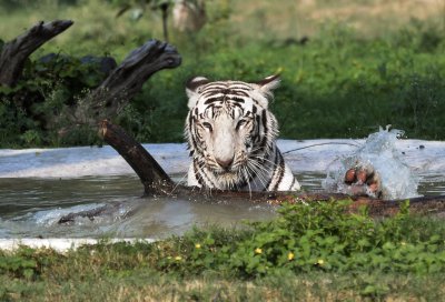 Suurel kiisul on palav. Erinevalt paljudest teistest kaslastest jahutavad tiigrid end vees hea meelega.