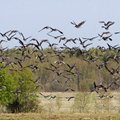 Ornitoloogid asuvad analüüsima rändlindude tekitatud kahju