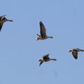 В столичном районе Мустйыэ появится вышка для наблюдения за птицами