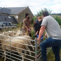 Eesti lammaste aretuspopulatsioon sai Suurbritanniast tubli täienduse
