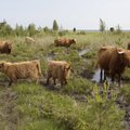 Pärnu linnalehmad pääsesid Euroopas Natura 2000 konkursi finaali