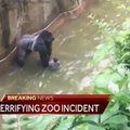 VIDEOD: Ohio loomaaia gorilla sai enda kätte väikse lapse, loom lasti maha