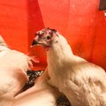Surnuks taotud tibud, üksteist tapvad kanad - loomakaitsjad paljastasid uskumatu jõhkruse Eesti farmides