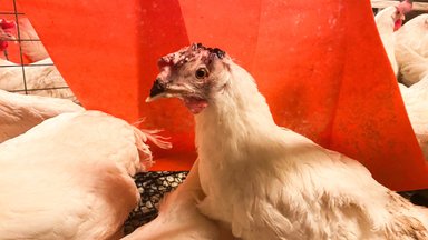 Surnuks taotud tibud, üksteist tapvad kanad - loomakaitsjad paljastasid uskumatu jõhkruse Eesti farmides