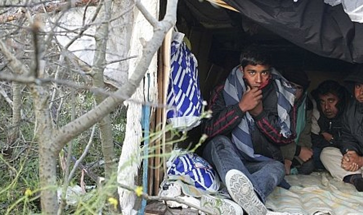 Põgenikud endaehitatud onnis Eurotunneli lähedal metsas 