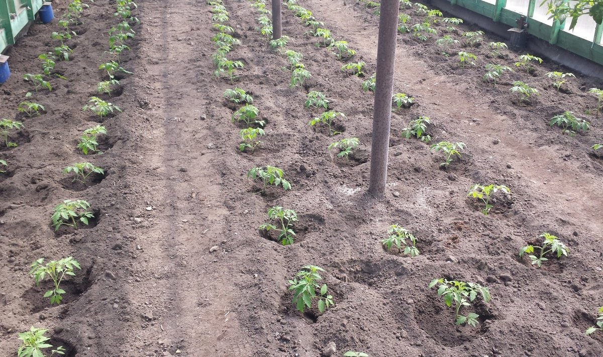 Tomatid istutatakse 50 cm vahedega. 