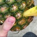 VIDEO | Ettevaatust! Internetis leviv nipp ananassi lõikamiseks on tüng