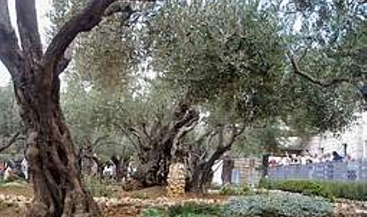 JEESUSE AEGADEST. Maailma vanimad oliivipuud kasvavad Getsemani aias Õlimäel. Nele Kirsipuu