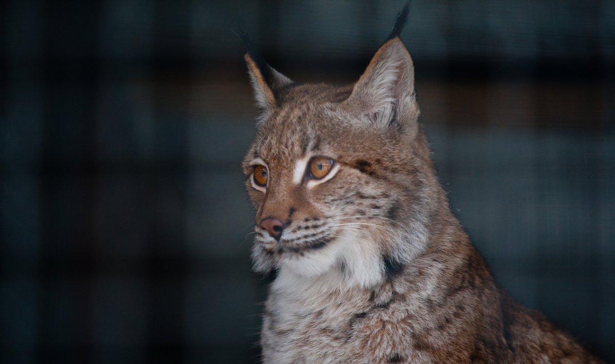 Ilves elutseb isegi kesklinna lähistele jäävas Mustjõe metsas.