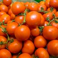 Aitab maitsetutest tomatitest! Teadlased tegelevad poetomati meki parandamisega