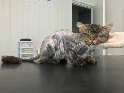 Paljaks raseeritud kassi haavad mädanesid
