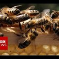 BBC VIDEO | Uue Nissani kapoti alla kolis nädalavahetusega elama 20 000 mesilast