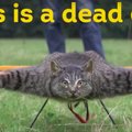 VIDEO | KURIOOSUM: Surnud kassist tehti lendav topis