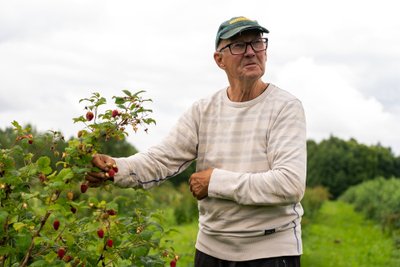 Raja talu pidavat olema üks ainsamaid marjatalusid, kust sel aastal vaarikaid saab. Sobimatu ilm on teinud paljude juures oma töö.