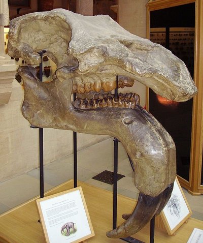 Deinotherium giganteumi lõualuu Oxfordi muuseumis.