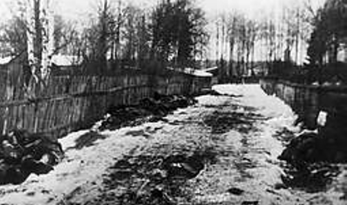 TÜÜFUSE OHVRID: Loodearmee sõdurite surnukehad Narva eeslinnas 1919 lõpul. Eesti Filmiarhiiv