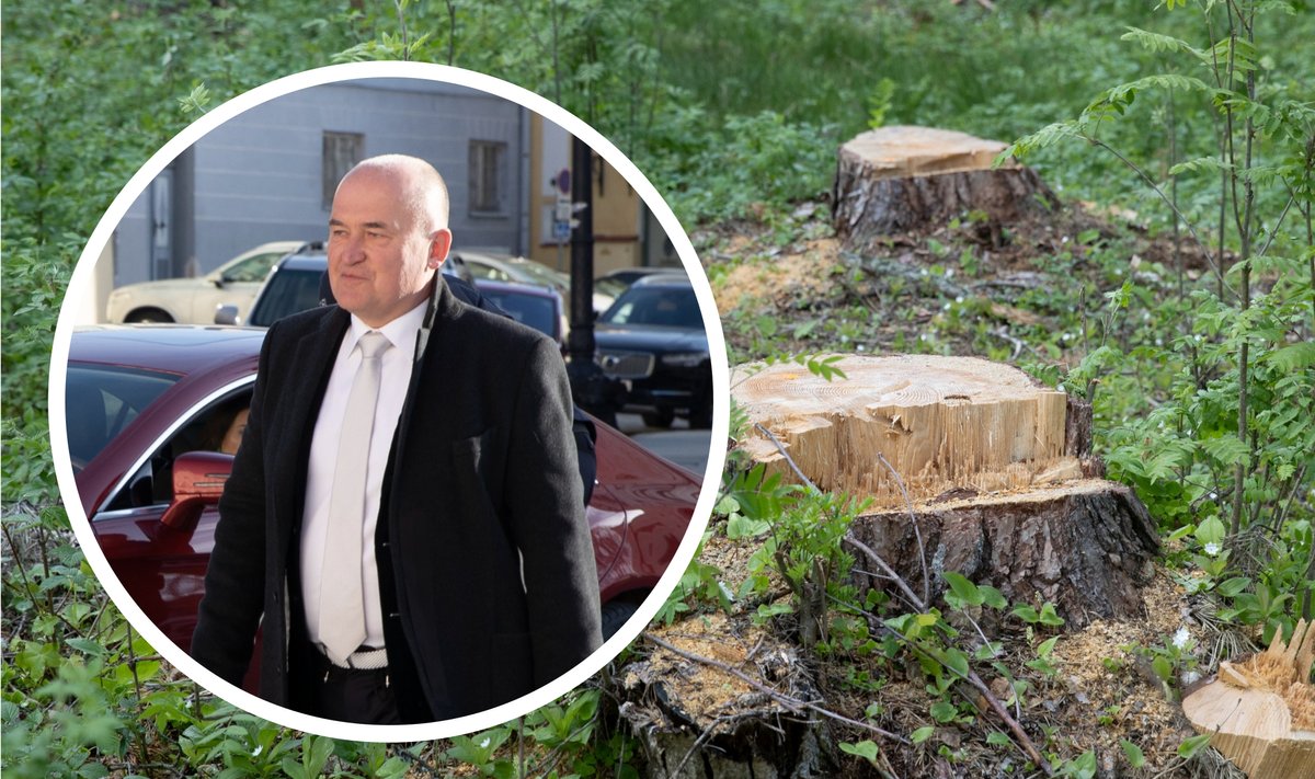 Tarmo Tamm (Eesti 200) juhib parlamendis keskkonnakomisjoni, ent samal ajal on ta keskkonnaameti tähelepanu all väidetava ebaseadusliku metsaraie pärast. Kõigest küttepuudeks ja külakiigeks, nii põhjendab Tamm.