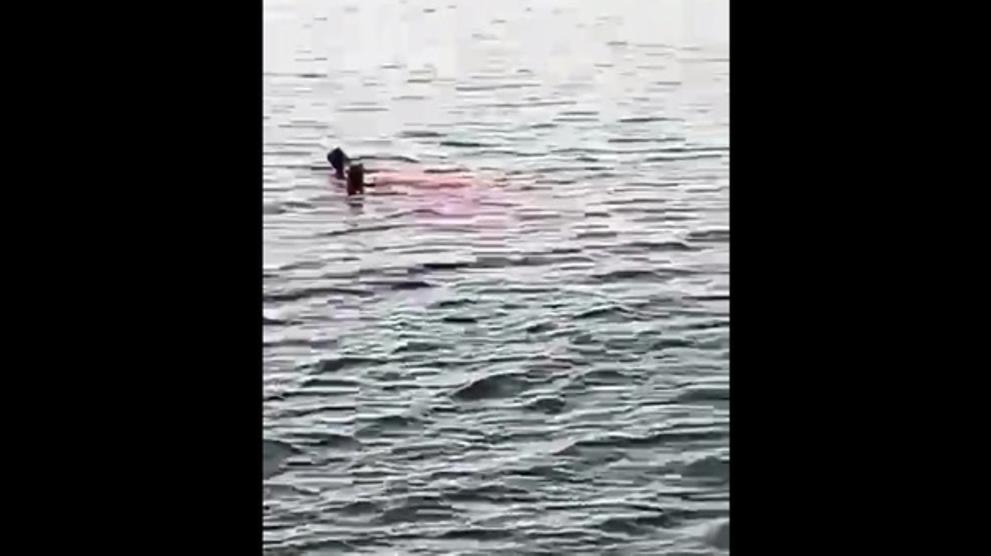 Туристка из башкирии умерла в египте. Акула напала на женщину в Египте 2022. Акула напала на туристку в Египте 1 июля. Нападение акулы в Египте 2.07.2022. В Египте акула напала на туристку 2022.