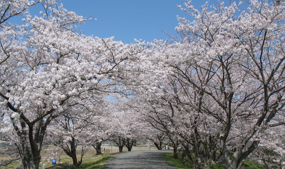 Õitsvate kirsipuude "tunnel" Jaapanis Ise linnas (Foto: Wikimedia Commons / Manmaru)