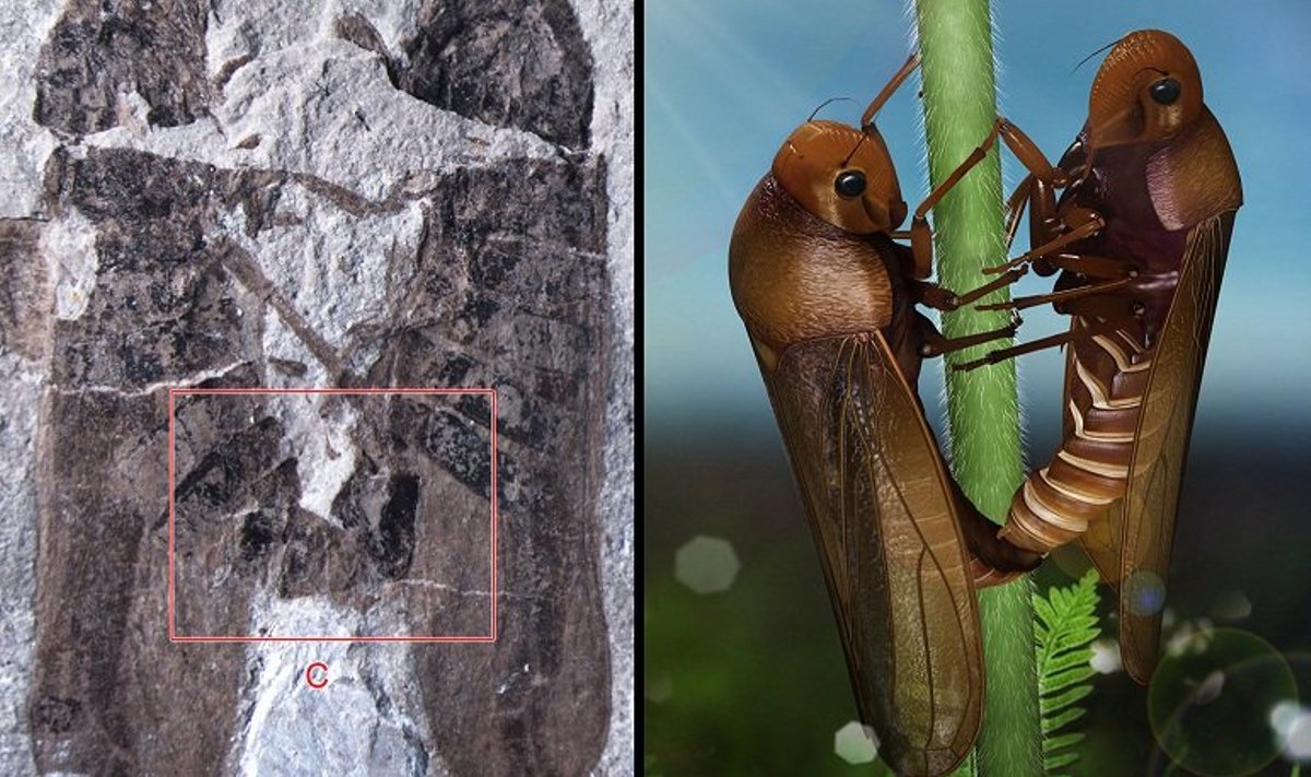 165 miljoni aasta vanune fossiil talletab kahe tsikaadi armurõõmu. Paremal on kunstniku nägemus, kuidas need putukad võisid välja näha. Foto: Li, Shih, Ren et al