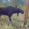 ФОТО | Бедняга! В объектив камеры наблюдения попал лось, у которого рог врос в глазницу