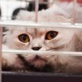Tartu koduta loomade varjupaiga kassid saavad paremad elutingimused