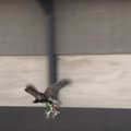 VIDEO: Taani firma õpetab kotkaid droone küttima