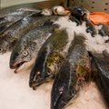 Tamm: ettevõtjaid tuleb toetada kalatoodetele uute turgude leidmisel