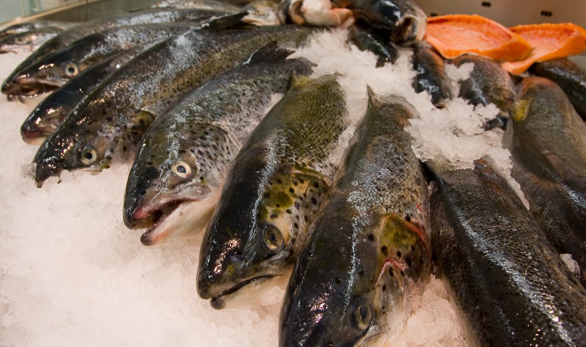 Turgude kalamüüjad ei ole jaekettide hinnaralliga kaasa läinud.