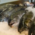 Kalakasvatajad kahtlustavad vääriskalaturul maksupetuskeeme