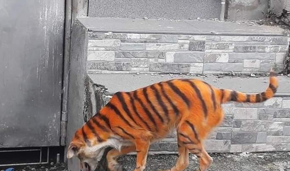 Tiigriks värvitud koer