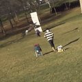 Uskumatu VIDEO: Kotkas üritab last röövida ja lendab temaga õhku