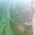 ФОТО | Сине-зеленые водоросли появились и в Чудском озере, на берег выбросило несколько мертвых рыб