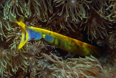 Paljud troopilised kalad vahetavad vanemaks saades oma sugu. See kummiangerjas on parasjagu üleminekufaasis – isasest (sinine) emaseks (üleni kollane). Sama kala juveniil on värvilt must ja seda peeti varem omaette liigiks.