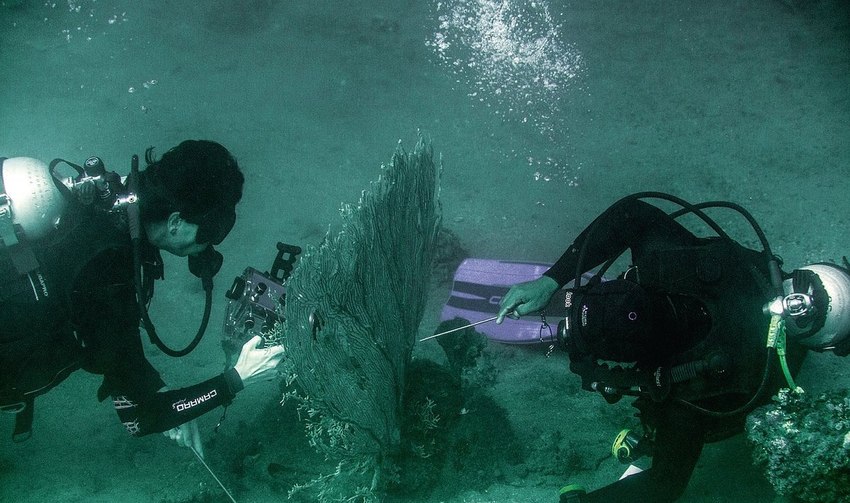 Niimoodi, giidi abiga käib pügmee-merihobu filmimine 25 meetri sügavusel.