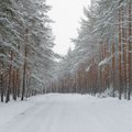 Euroopa teadlaste ühispöördumine: kliimamuutuste leevendamiseks peaksime metsa julgemalt majandama